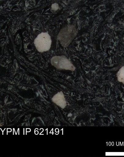 undet. Heterohelicidae