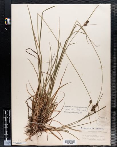 Carex triceps