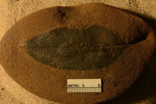 Angiospermopsida