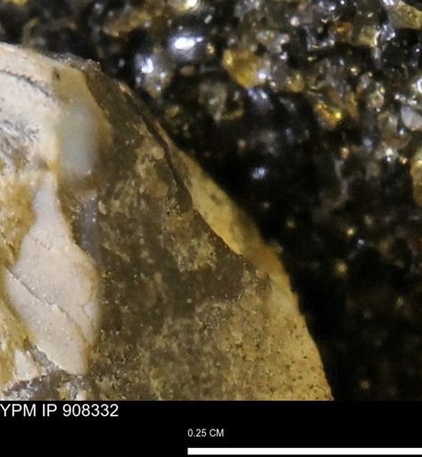 undet. Mollusca