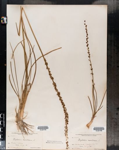 Triglochin maritima