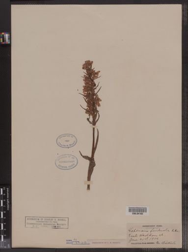 Habenaria fimbriata