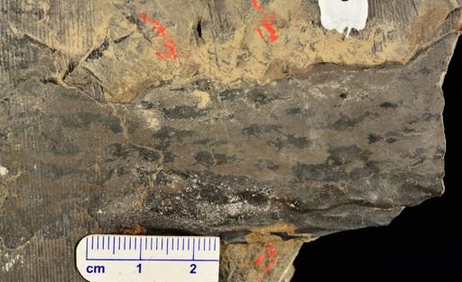 Lepidodendron sp.