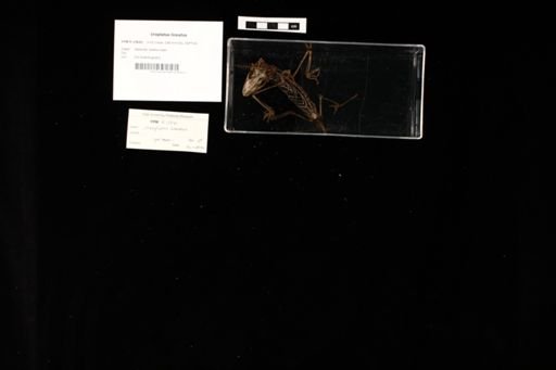 Uroplatus lineatus
