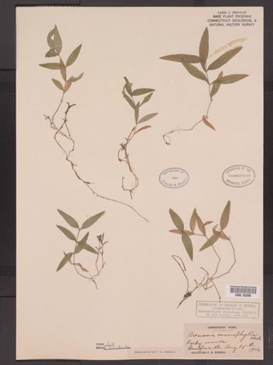 Arenaria macrophylla