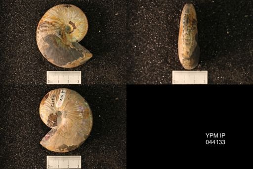 Hoploscaphites nicolletii