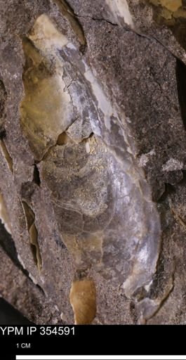 Pseudoptera subtortuosa