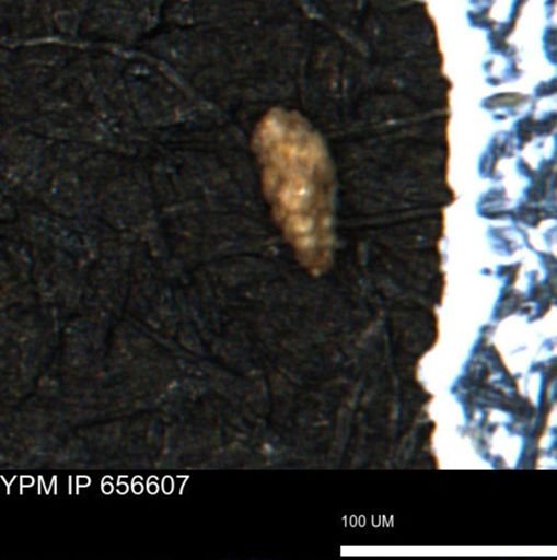 Verneuilina canadensis