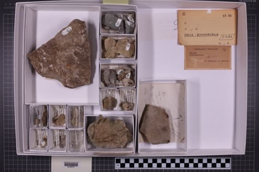 mixed taxa, stratigraphic collection