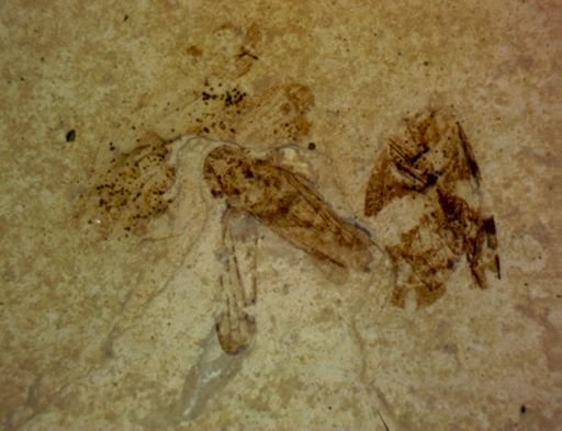undet. Hemiptera