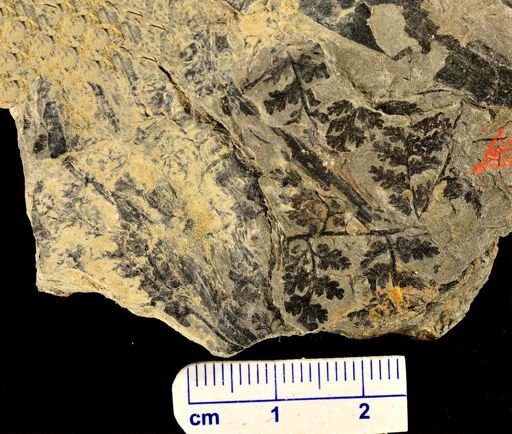 Sphenopteris sp.