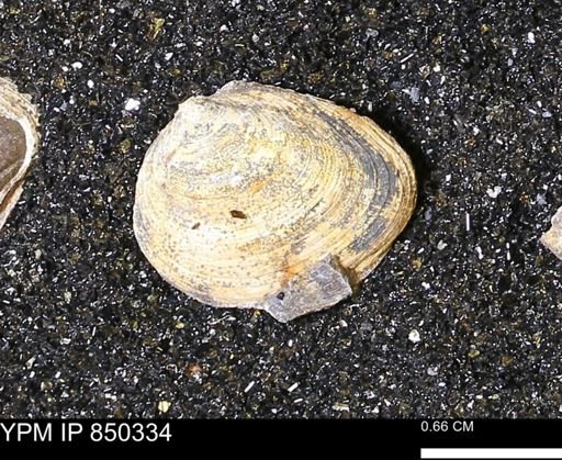 Limopsis striatopunctatus