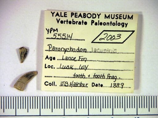 Paronychodon lacustris