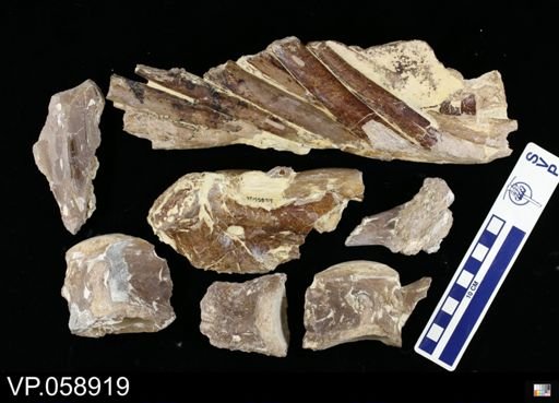Platecarpus