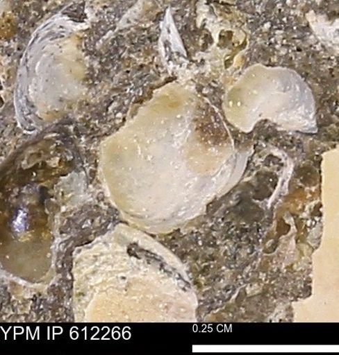 undet. Bivalvia