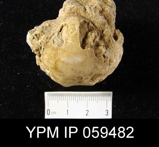 Meristella rostellata