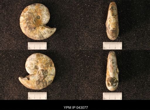 Hoploscaphites nicolletii