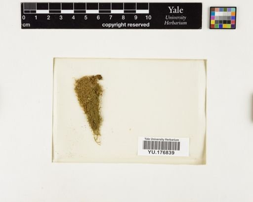 Plantae