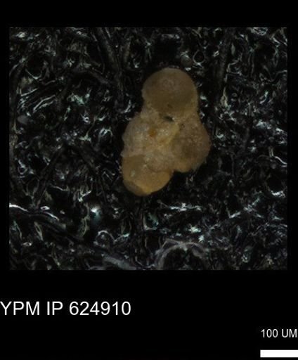 undet. Foraminiferida