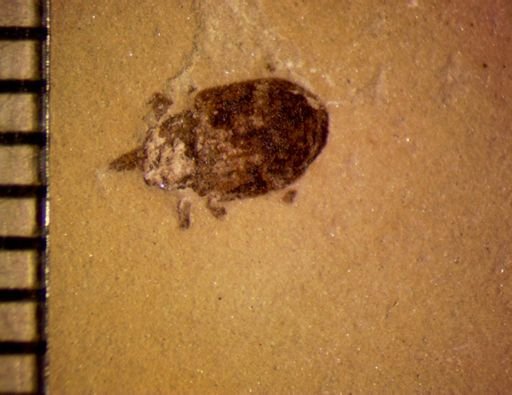 undet. Curculionidae