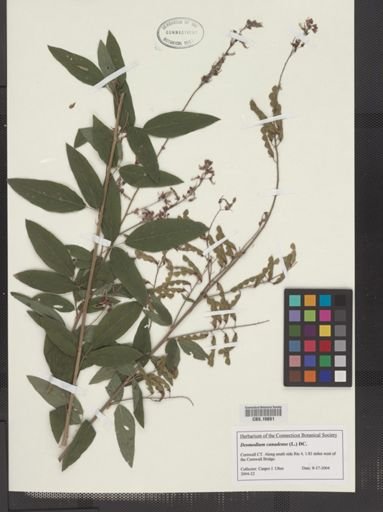 Desmodium canadense