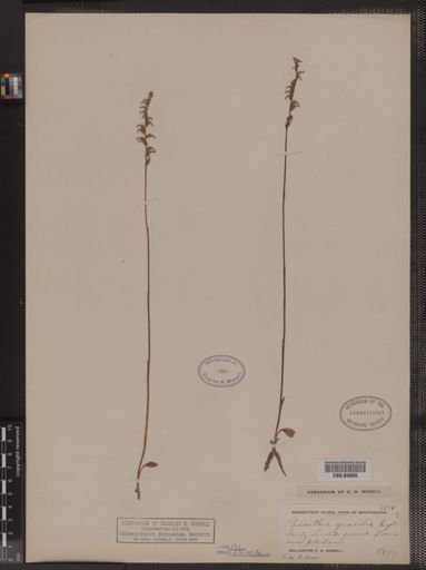 Spiranthes gracilis