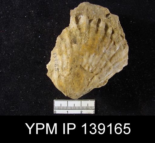 Streptorhynchus (Kiangsiella) pectiniformis