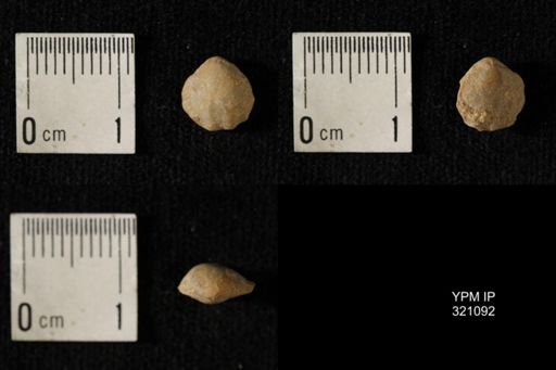 Dielasma breviplicatum