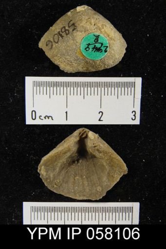 Meristella atoka