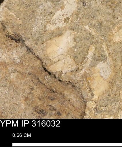 undet. Mollusca