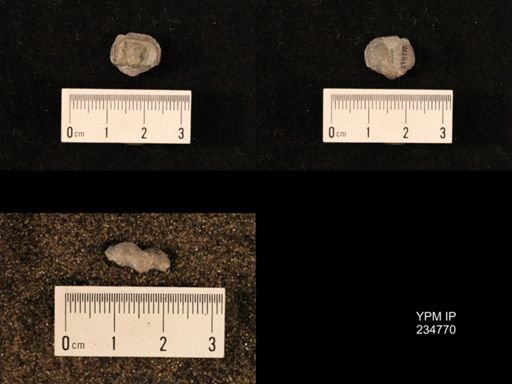 Marginifera splendens