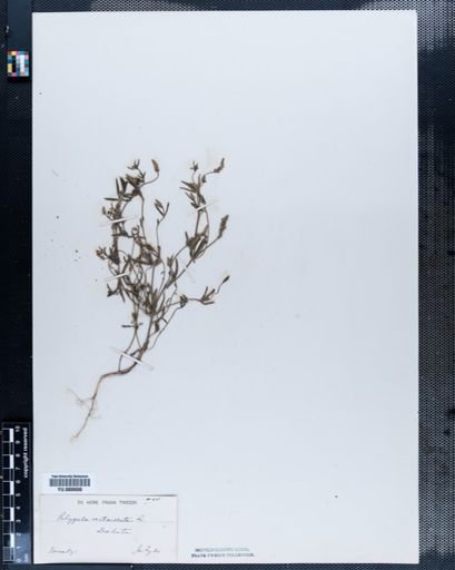 Polygala verticillata