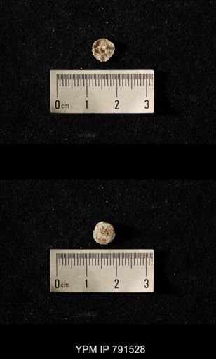 undet. Bryozoa