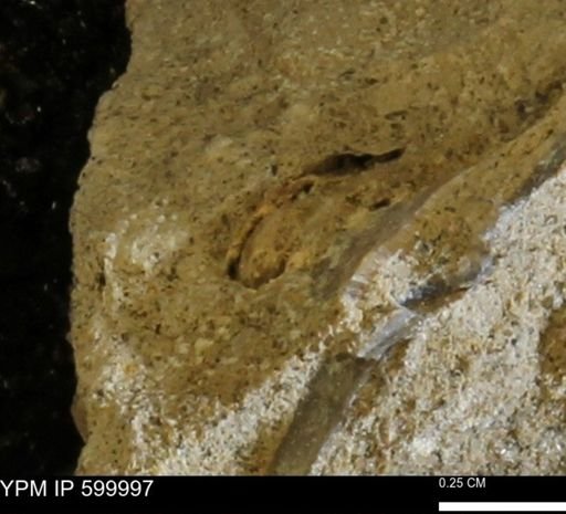 undet. Bivalvia