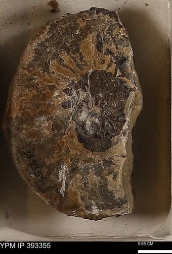 Scaphites sp.