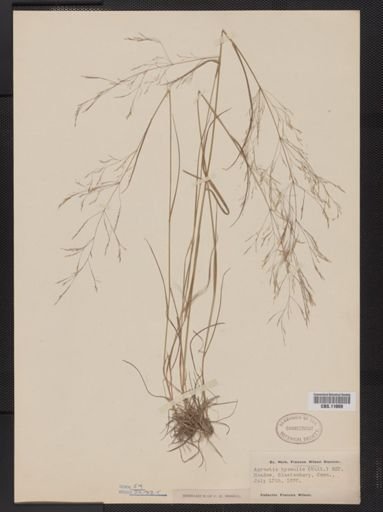 Agrostis hyemalis