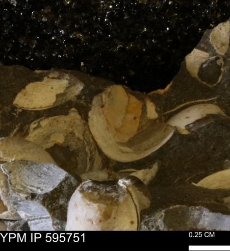 Protocardia sp.