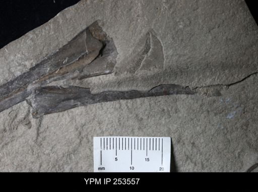 Dolichopterus macrocheirus
