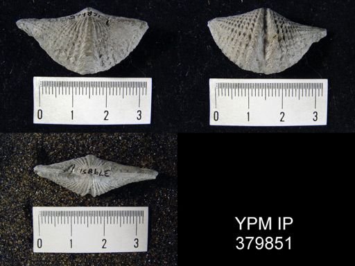 Mucrospirifer sp.