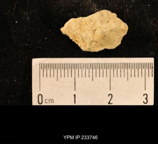 Archaeocidaris sp.