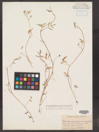 Floerkea proserpinacoides