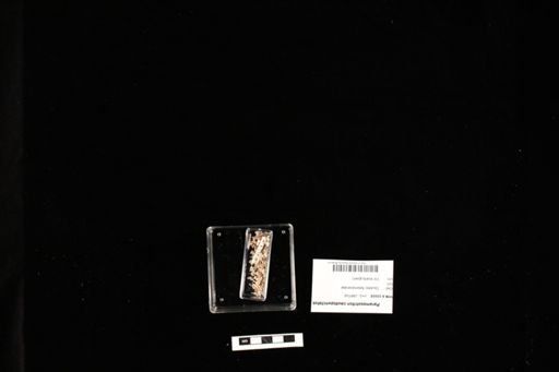 Paramesotriton caudopunctatus