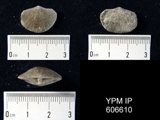 Hebertella maria
