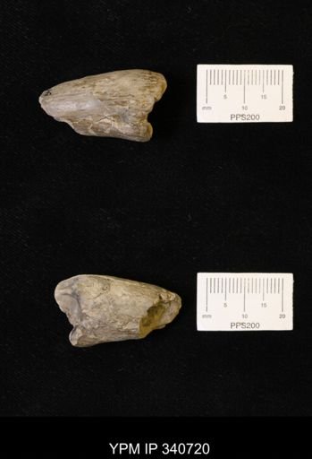 undet. Ichnofossil (invertebrate)