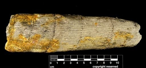 Calamites sp.