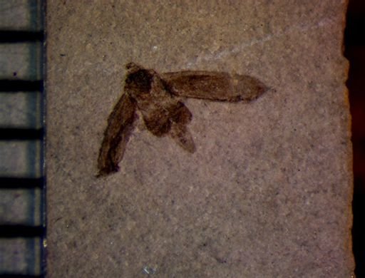 undet. Hemiptera