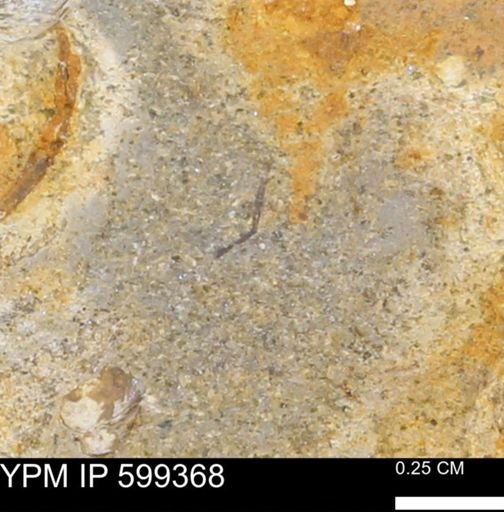 undet. Bivalvia