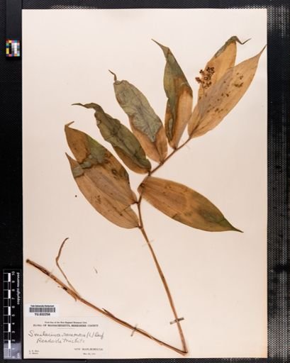 Maianthemum