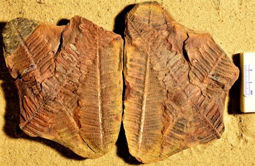 Pecopteris