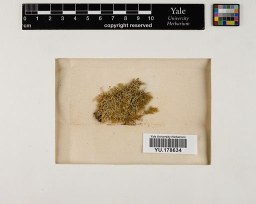 Plantae